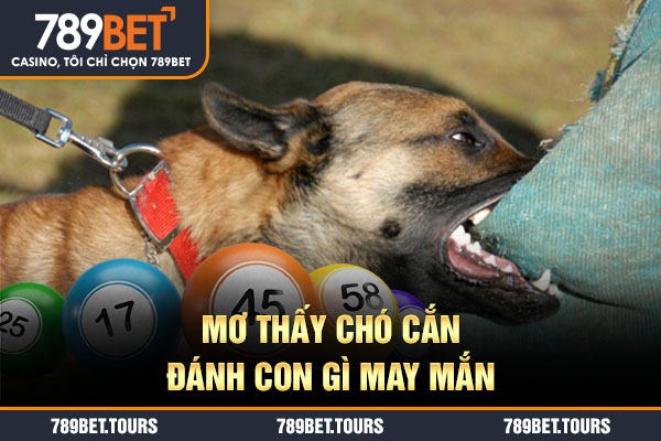 Mơ thấy chó cắn đánh con gì may mắn
